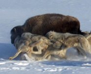 frozen-planet-wolf-bison-attack-306x248.jpg