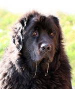 scary-drooling-dog.jpg