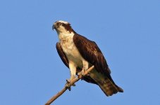 Osprey