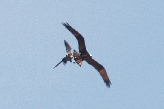 Falcons vs osprey3 550x367