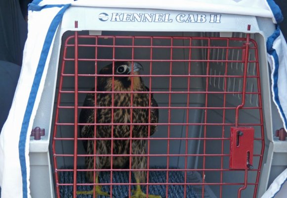 IntheCrate IntheCrate