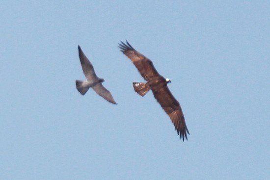 Falcons vs osprey1 550x367