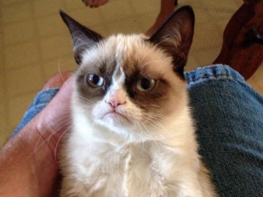 Gan grumpy cat 112612 1 4 3