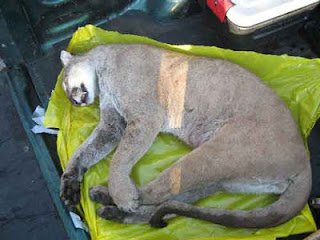 Panther Panther