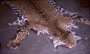 Dead jaguar skin 2