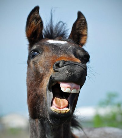 Horse teeth2