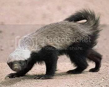 Honey badger