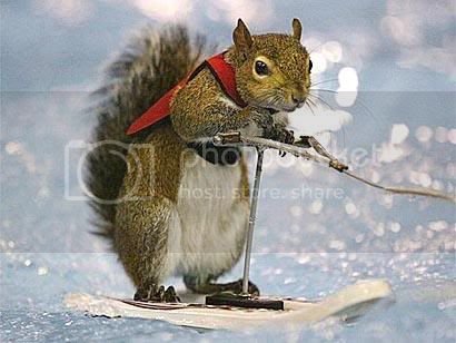Waterski squirrel