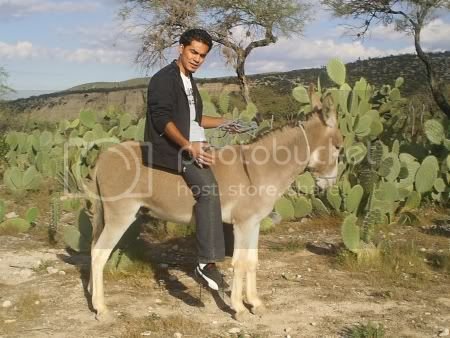 Burro