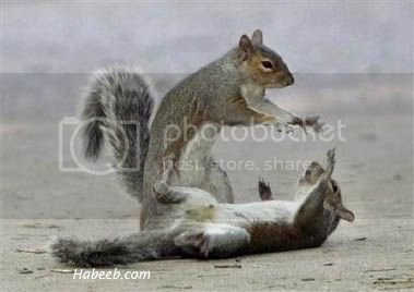Funny squirrels