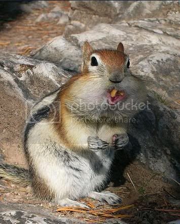 Chipmunk