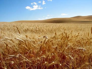 Barley field