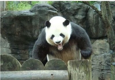 Angrypanda