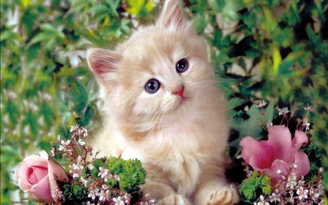 Cute Kitten kittens 16122928 1280 800