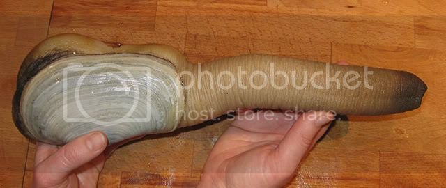 Geoduck