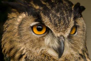 Wise owl Wise owl