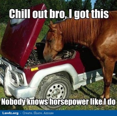 S nobody knows horsepower like i do horse car meme