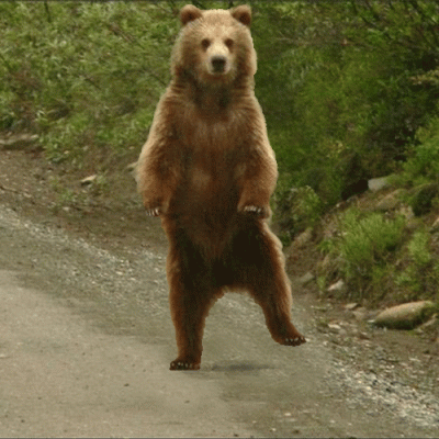 Break dancing bear Break dancing bear