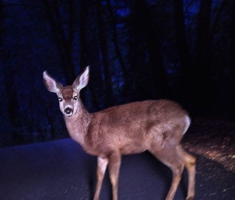 Deer in the headlights