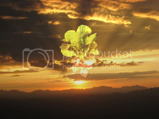RadishSunset zps31b97166