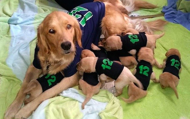 Seahawks puppies fans twelve