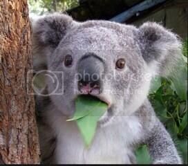 ShockedKoala zpsa758cf00
