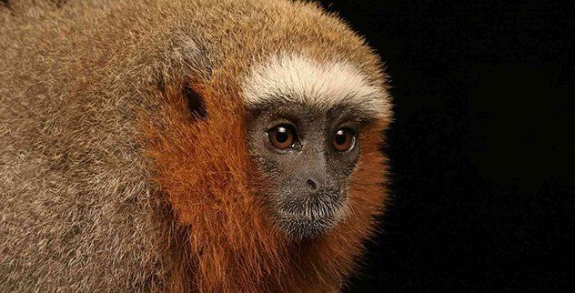 Red Titi Monkey