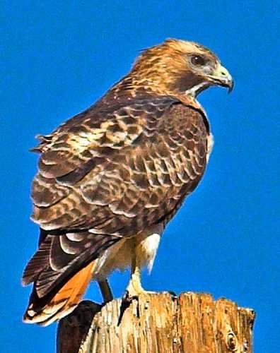 Redtail hawk