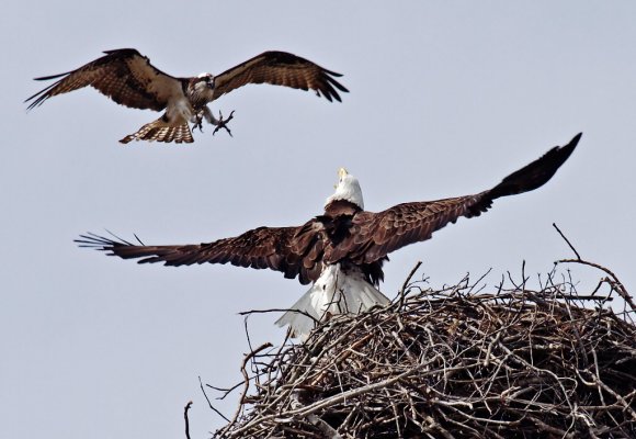 Eagle vs Osprey