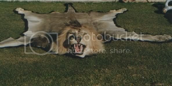 Lion on felt