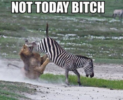 Zebra vs lion