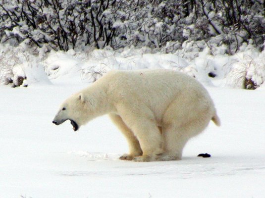 Churchill polar bear poop