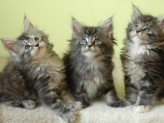 MaineCoonkittens