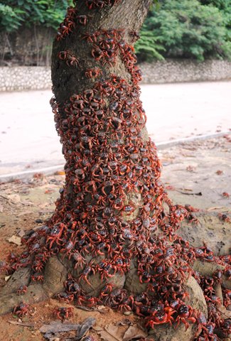 Christmas island red crab migration tree blog