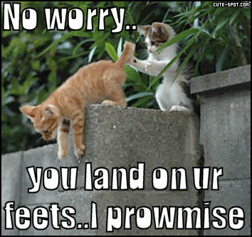 Funny cat 13 Funny cat 13
