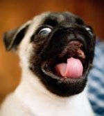 happy pug.jpg