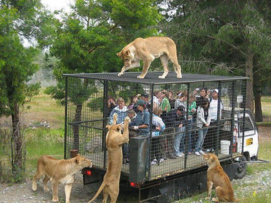 Lion outside cage