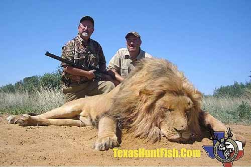 Lion Hunt