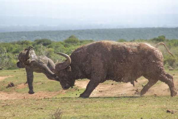 Ns toward the buffalo bull to try to intimidate it