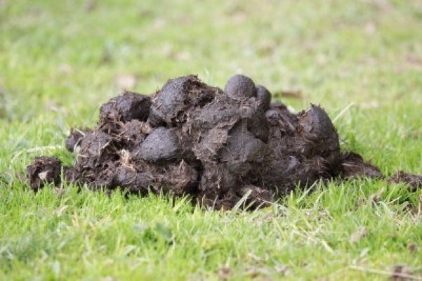 338129 a pile of fresh horse manure on green grass