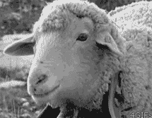 Sheep staring Sheep staring