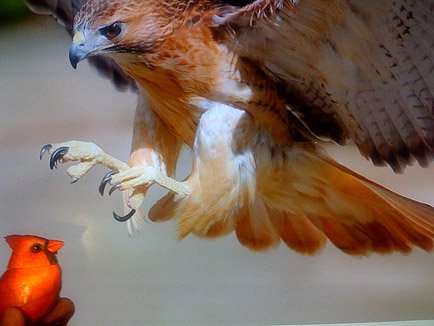 Cardinal hawk