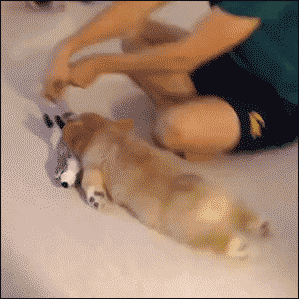 Giphy