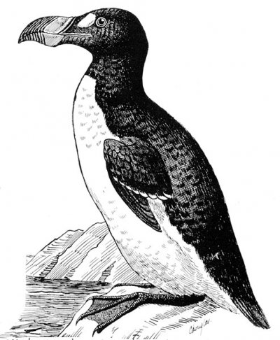 018 i pinguinus impennis p