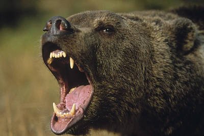 Rizzly bear ursus arctos horribilis tim fitzharris