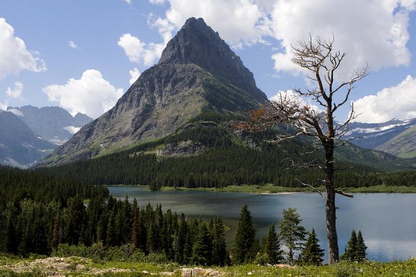 Lone tree at sinopah mountain lorraine devon wilke