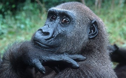 Large Gorilla photo