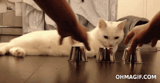 Clever cat guessing shell game correctly
