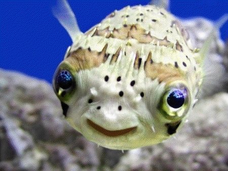 Puffer fish 12