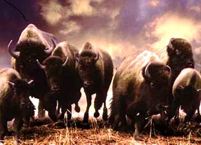 BuffaloStampede